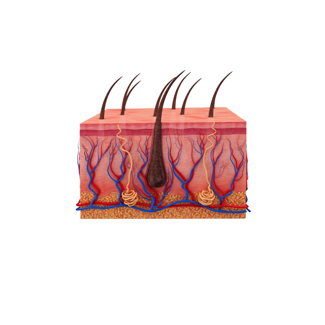 Facts About Skin